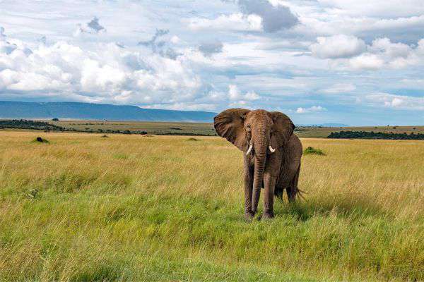 Tiere