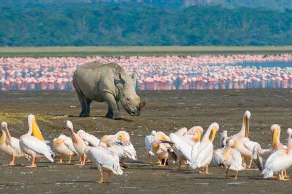Lake Nakuru