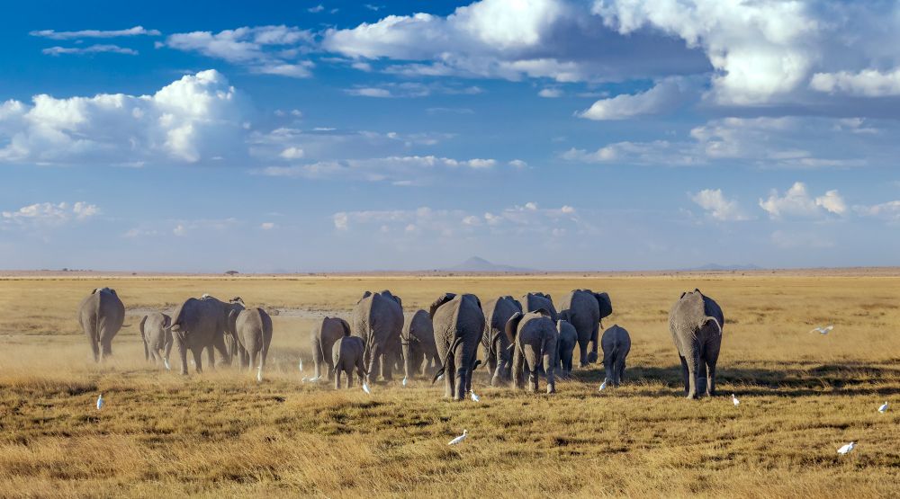 Elefantenherde im Amboseli