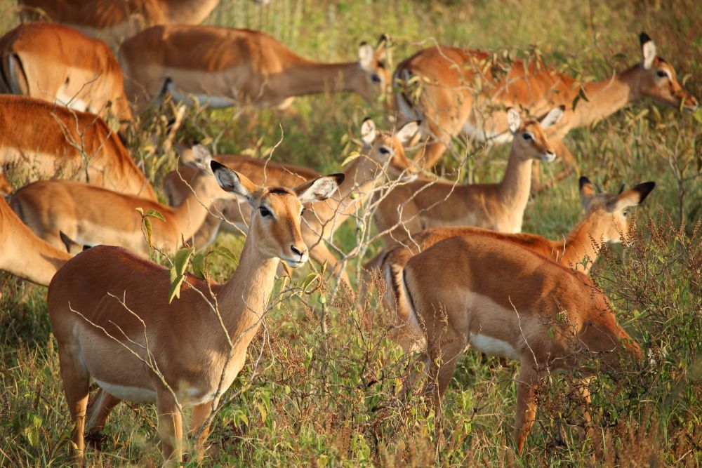 Lake Nakuru Nationalpark