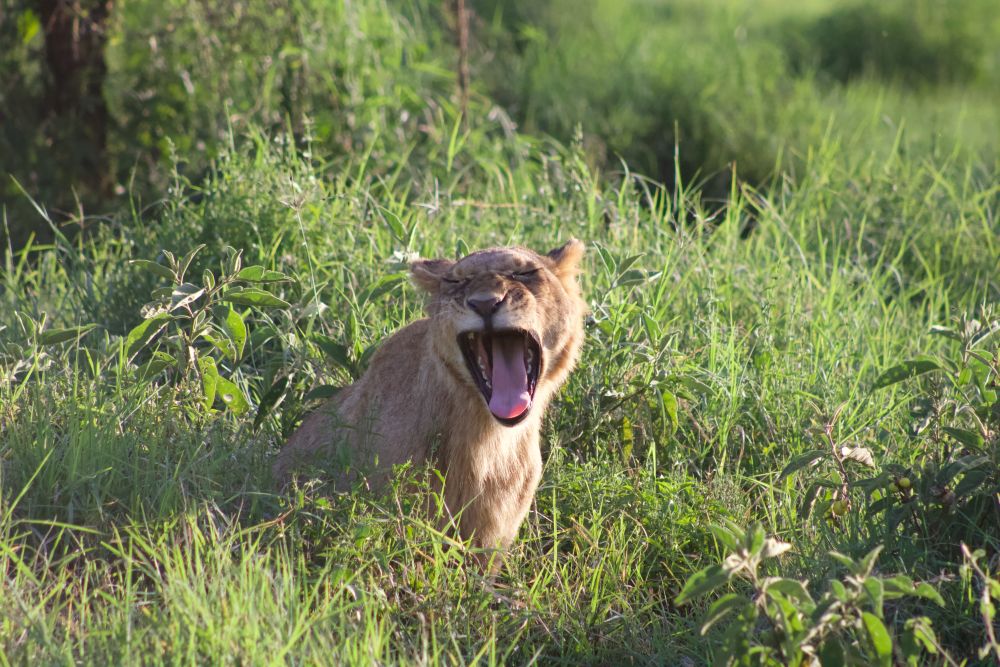 Löwe im Lake Nakuru Nationalpark