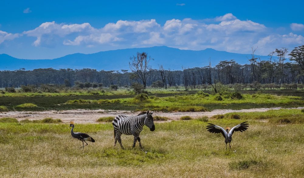 Zebras und Kraniche