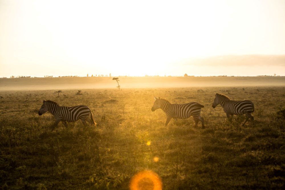 Zebras am rennen