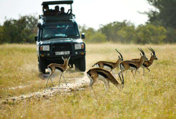 Pirschfahrt in der Masai Mara