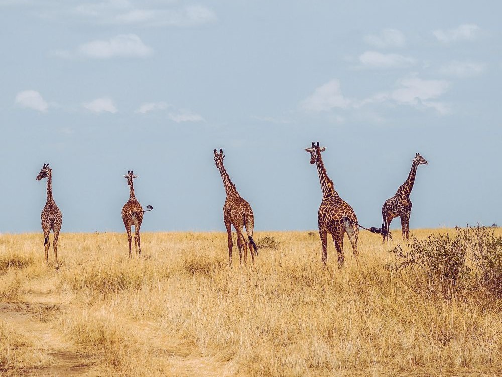 Gruppe von Giraffen