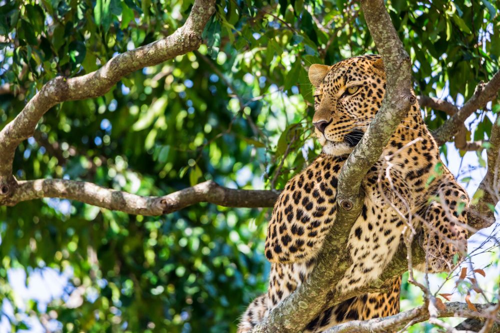 Leopard in der Masai Mara