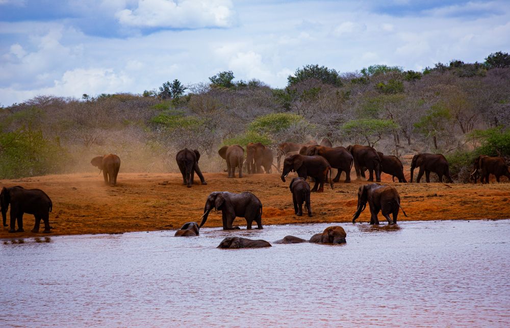 Elefantenherde im Tsavo East Nationalpark