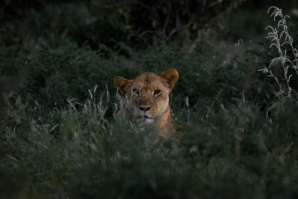 Löwe in der Abenddämmerung
