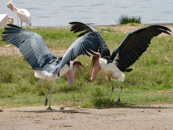 Marabu im Tsavo East