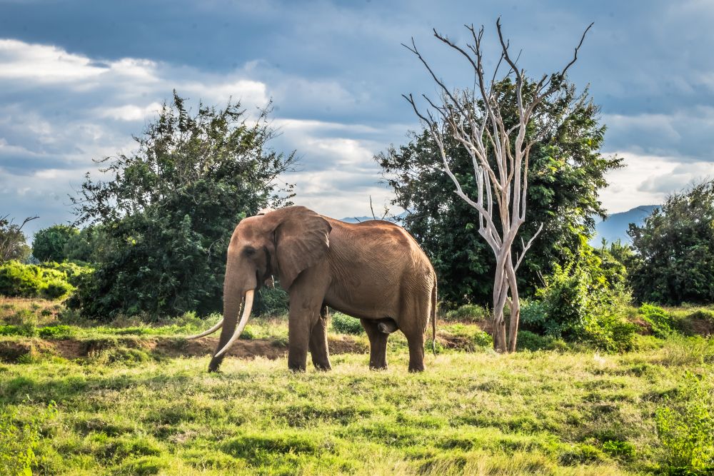 Elefant im Tsavo West