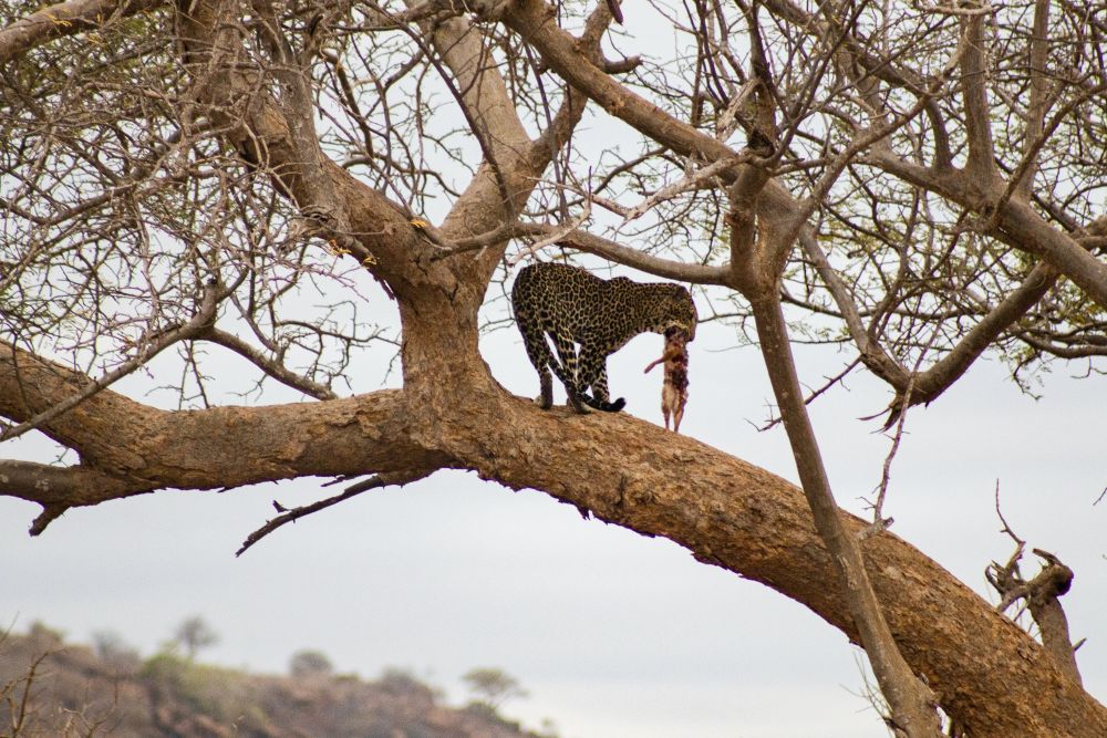 Leopard mit Beute