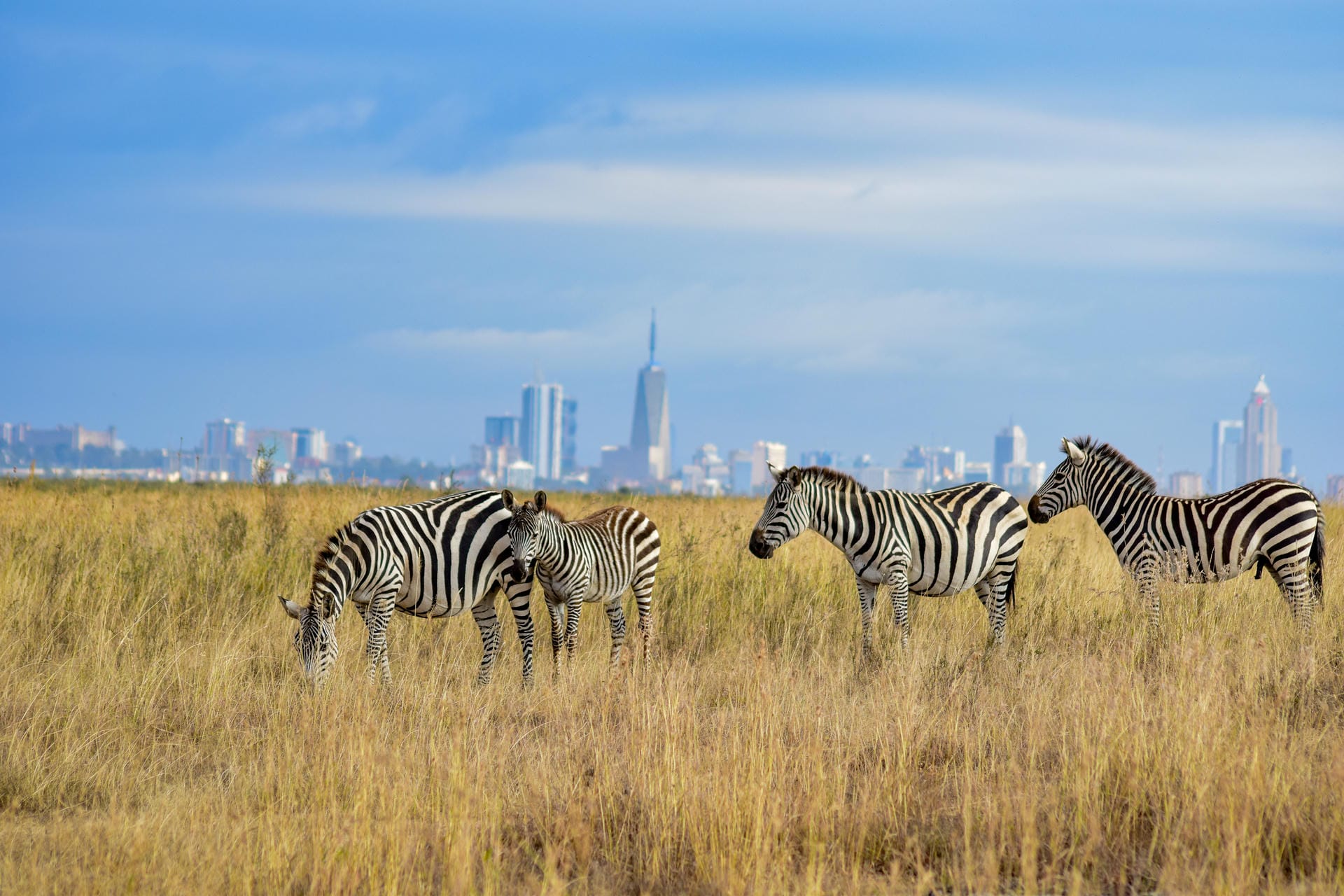 Zebras vor der Skyline Nairobi's Zebras vor der Skyline Nairobi's