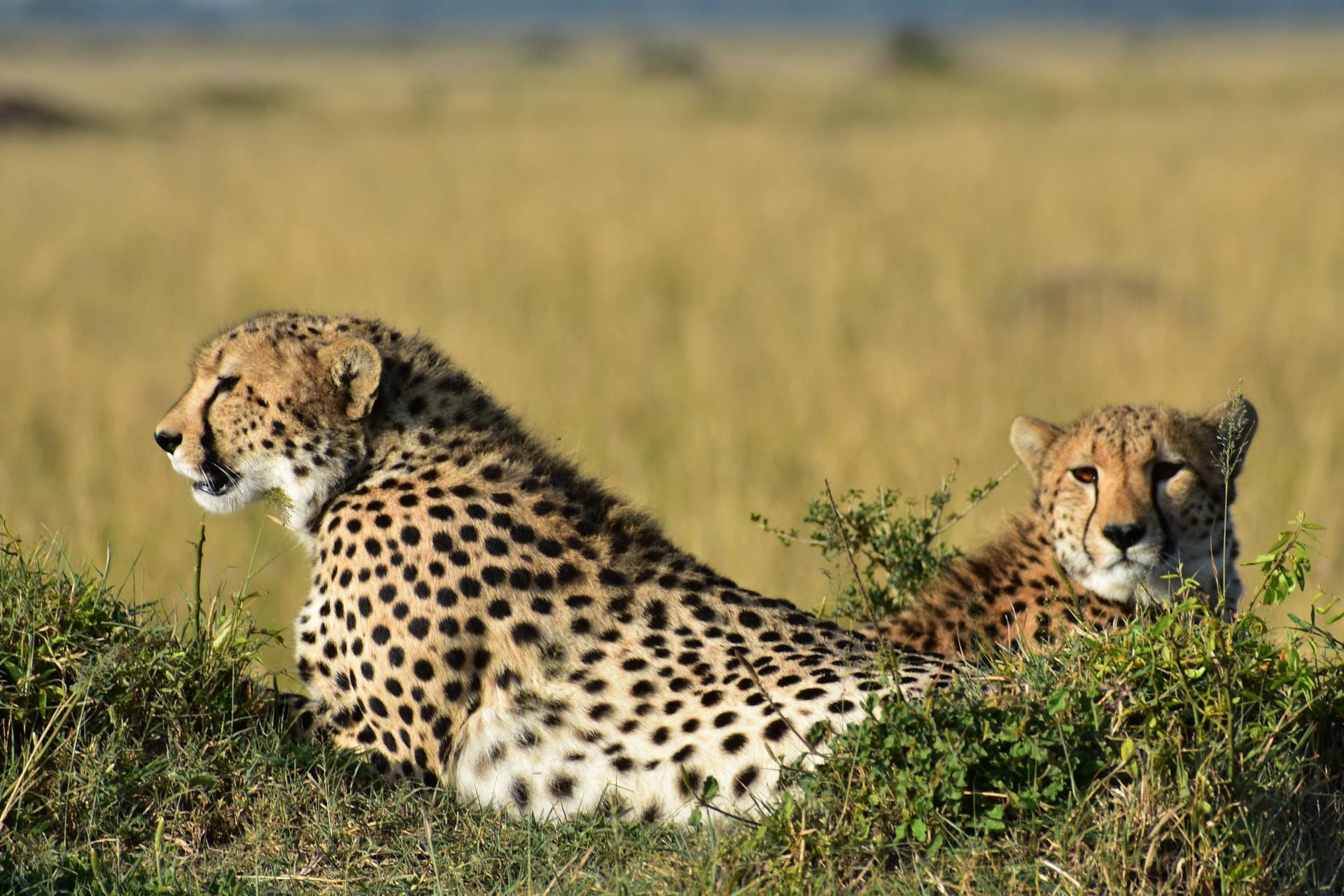 Gepard in der Abendsonne