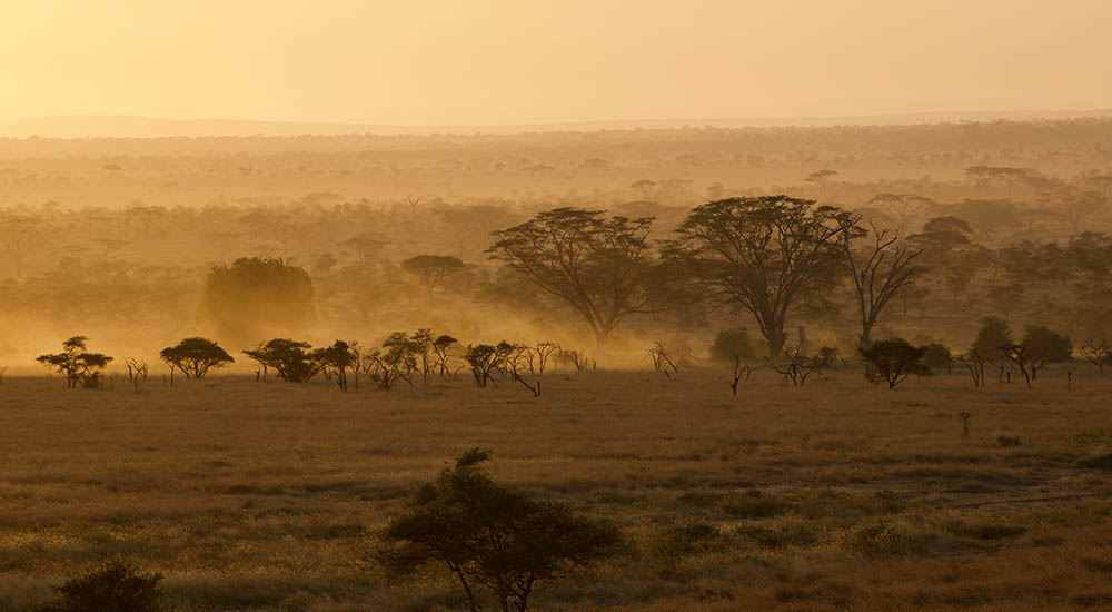 Serengeti in der Dämmerung