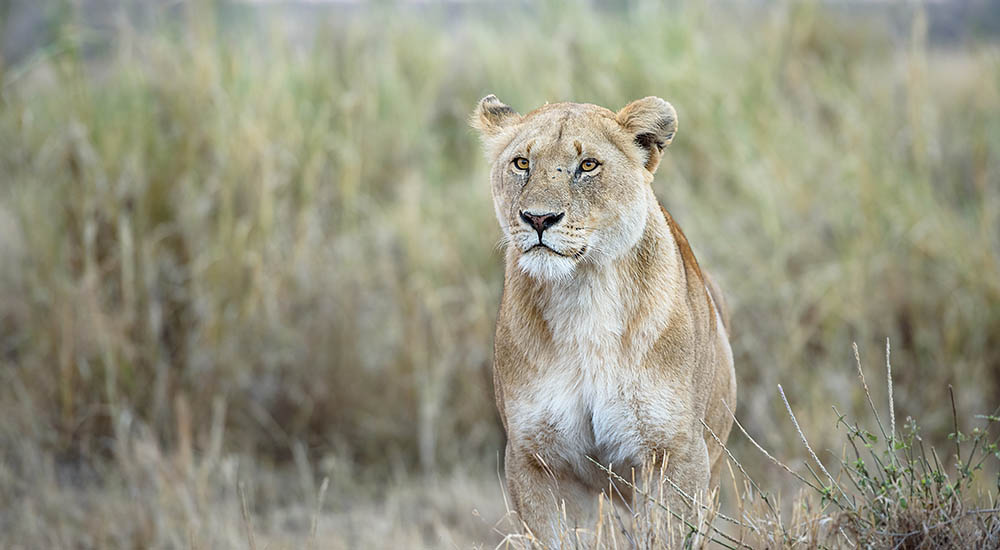 Löwe in der Serengeti
