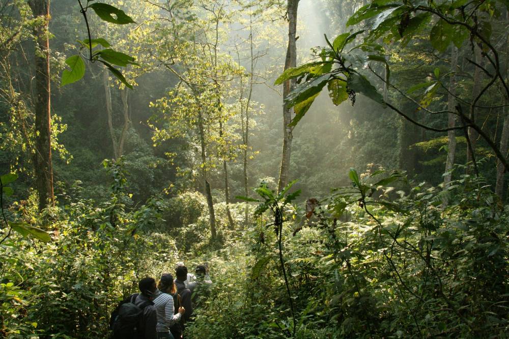 Gorilla Trekking