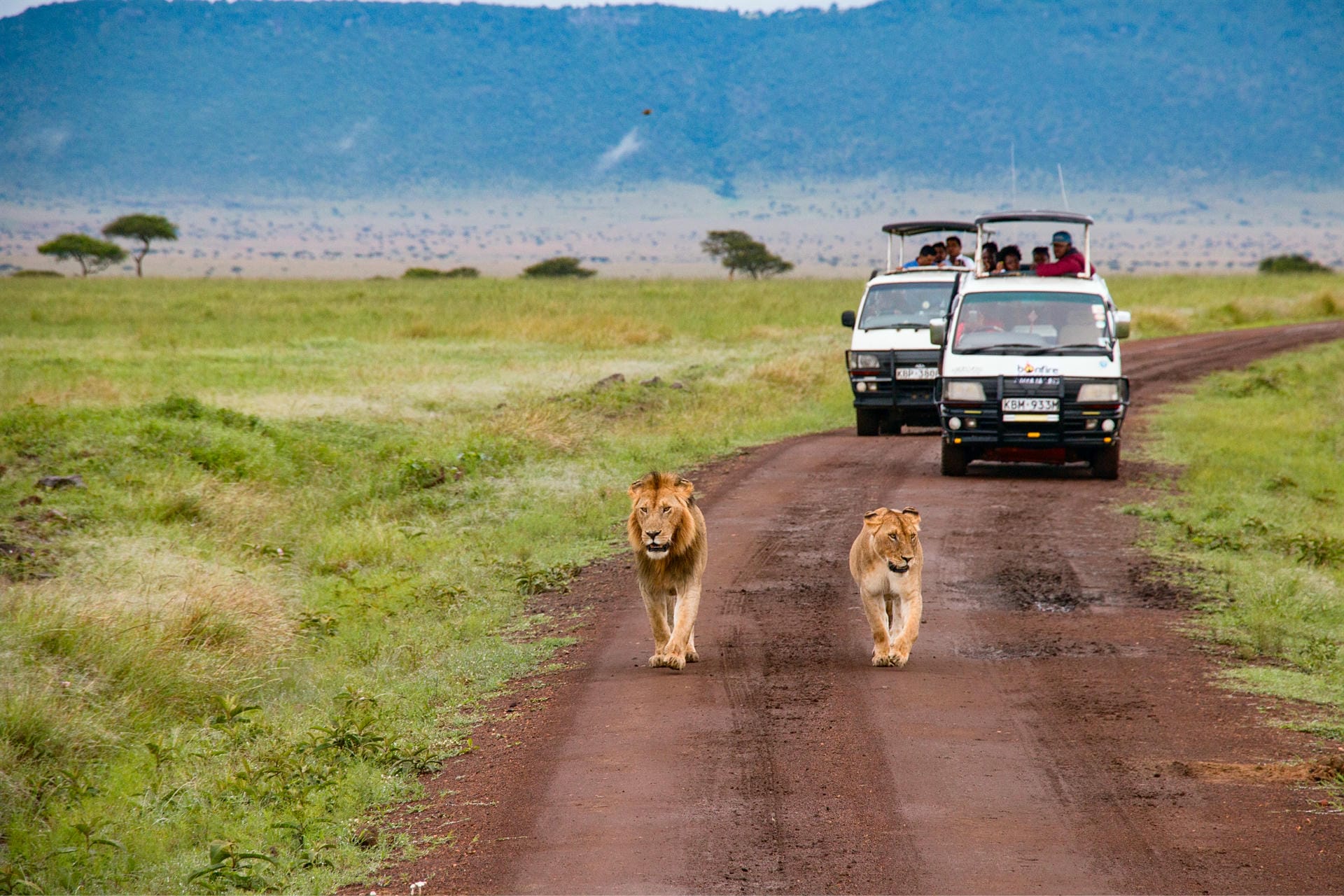 Löwen laufen vor Safari-Autos Löwen laufen vor Safari-Autos
