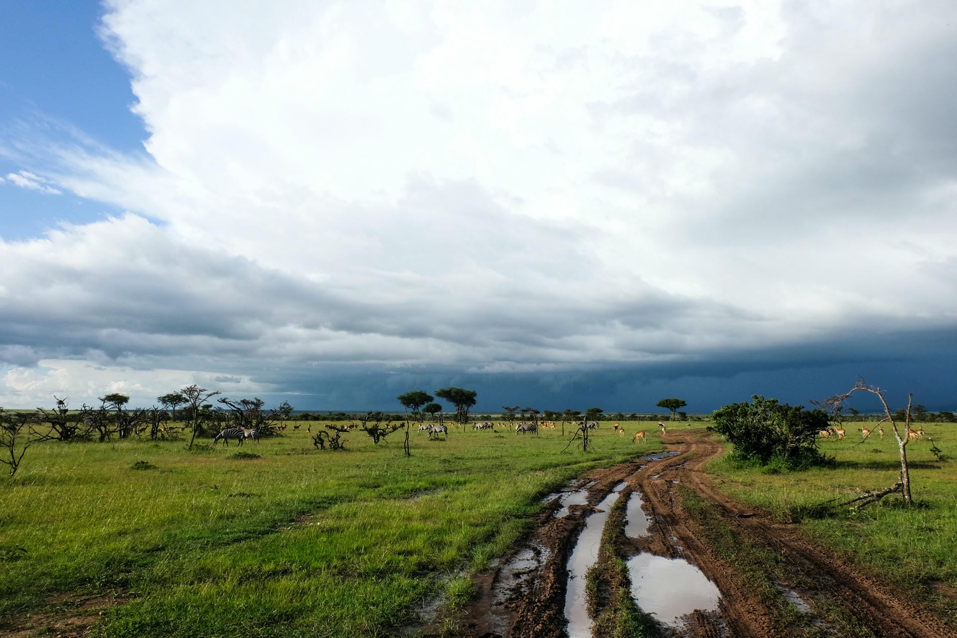 Die Natur der Masai Mara