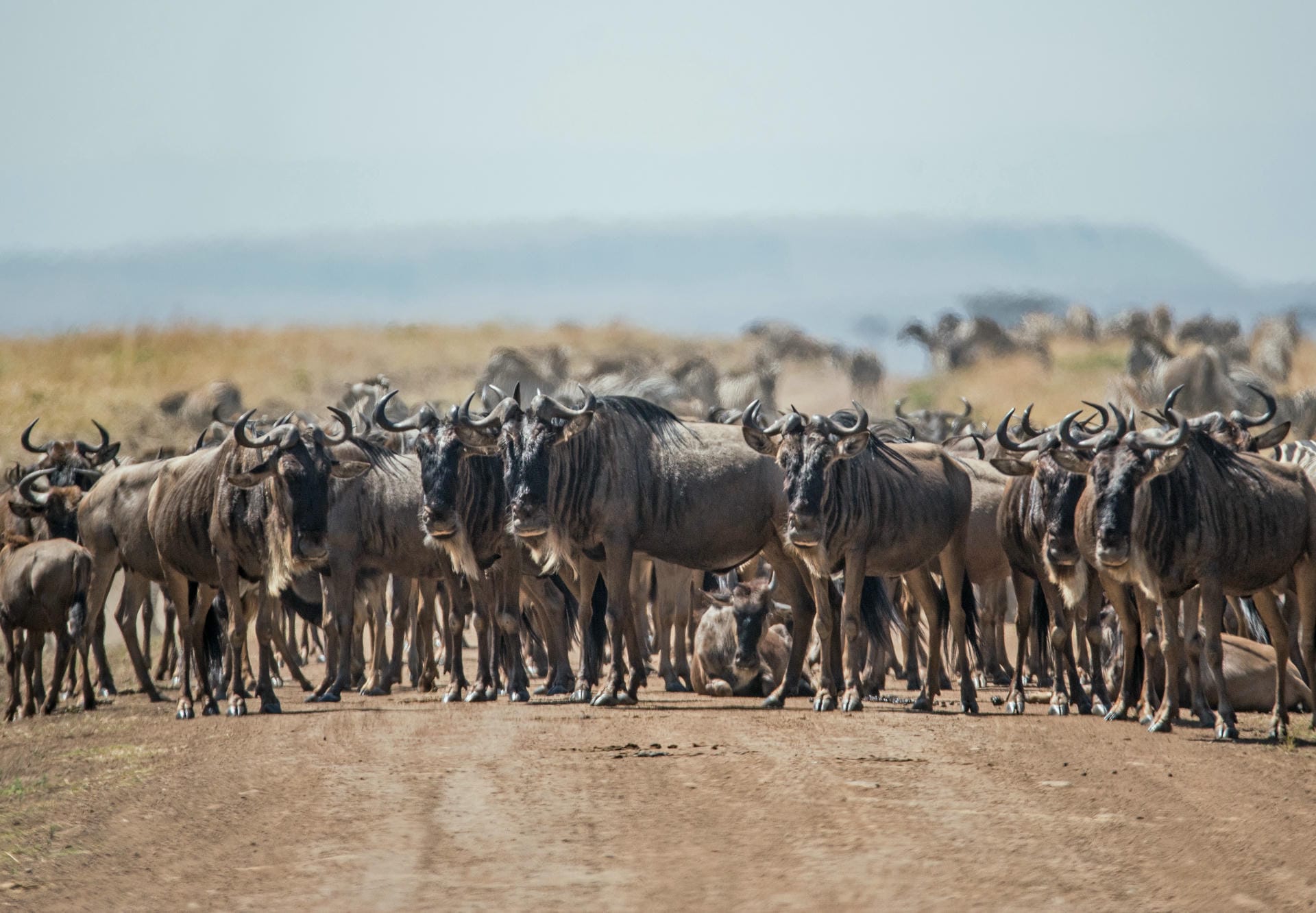 Eine Herde Gnus auf der Strasse