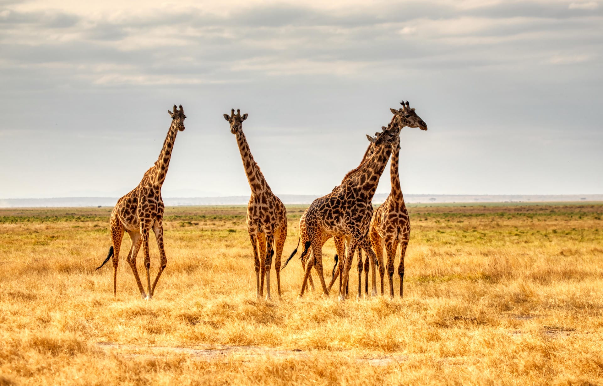 Zebras vor der Skyline Nairobi's Zebras vor der Skyline Nairobi's