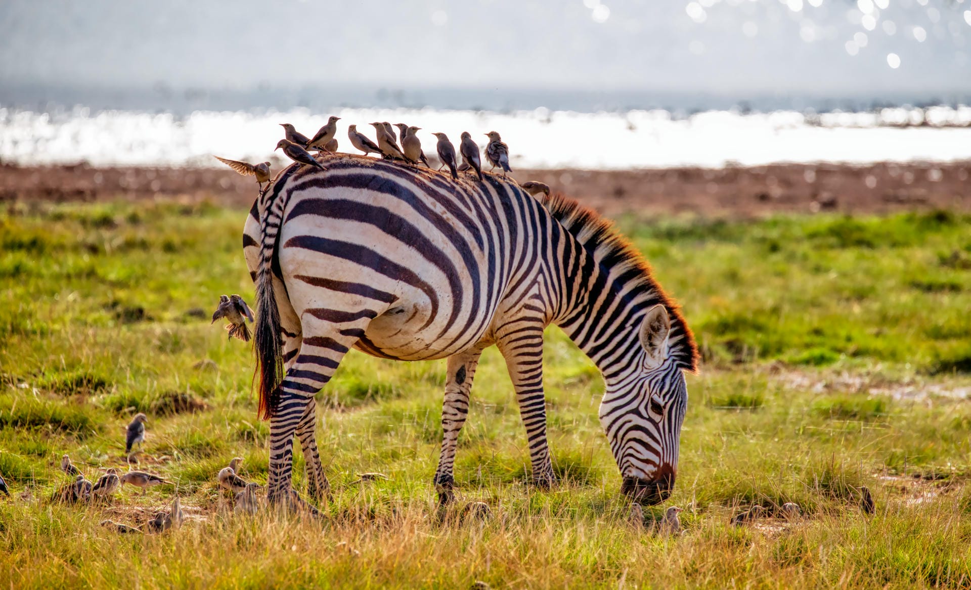 Zebra lässt das Fell reinigen
